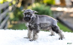 Miniature Schnauzer dogs for sale: Bingo - Image 17