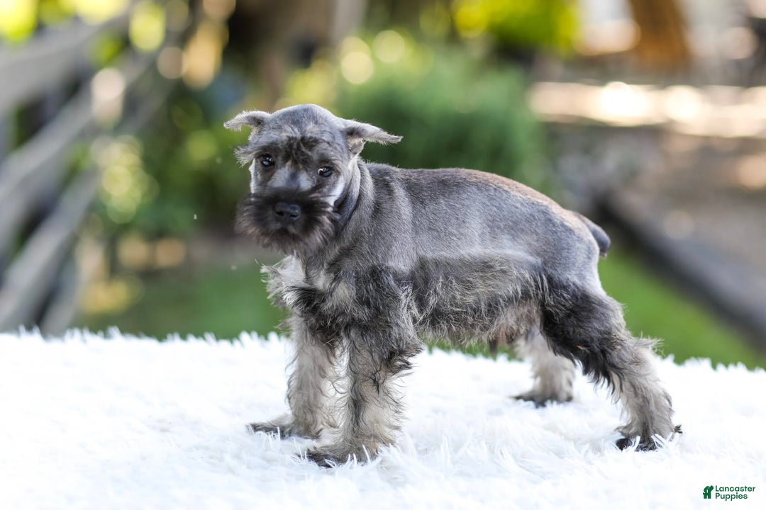 Miniature Schnauzer dogs for sale: Bingo - Image 17