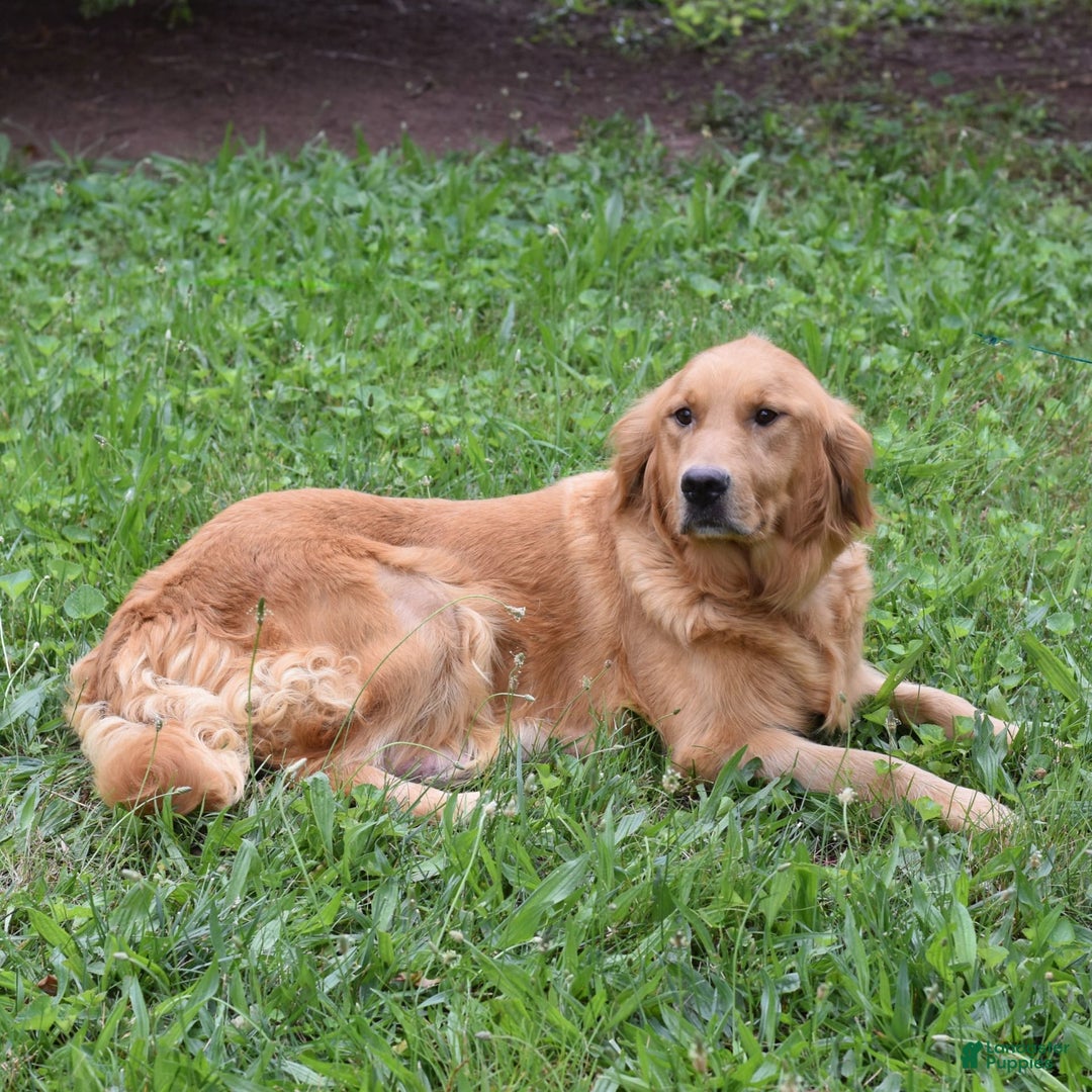 Golden Retriever dogs for sale: Grania - Image 6