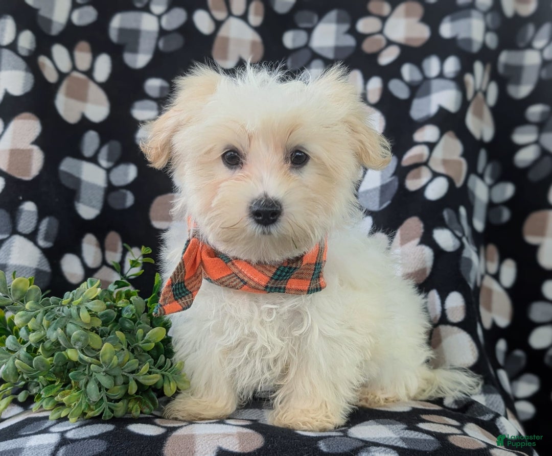 Maltese dogs for sale: Graysen - Image 4