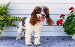 Cocker Spaniel dogs for sale: Charles - Image 2