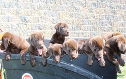 Labrador Retriever dogs for sale: Bonnie - Image 5