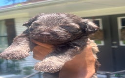Miniature Schnauzer dogs for sale: Bruno - Image 1