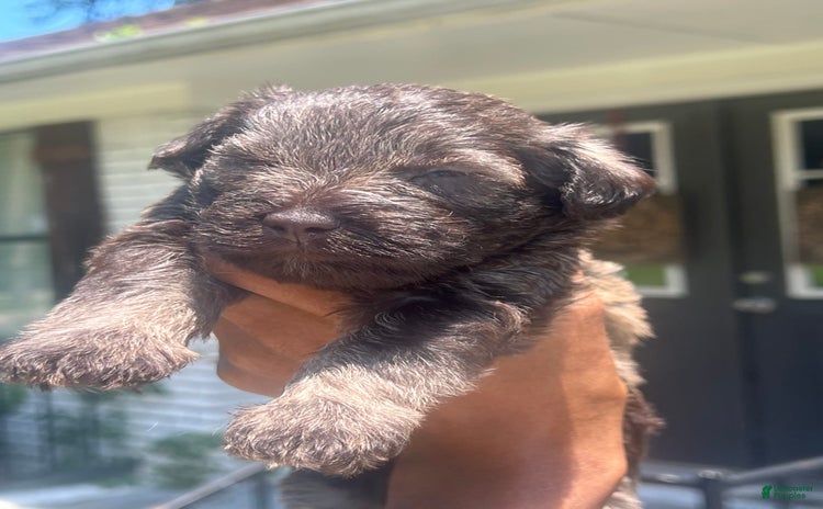 Miniature Schnauzer dogs for sale - Ad 3