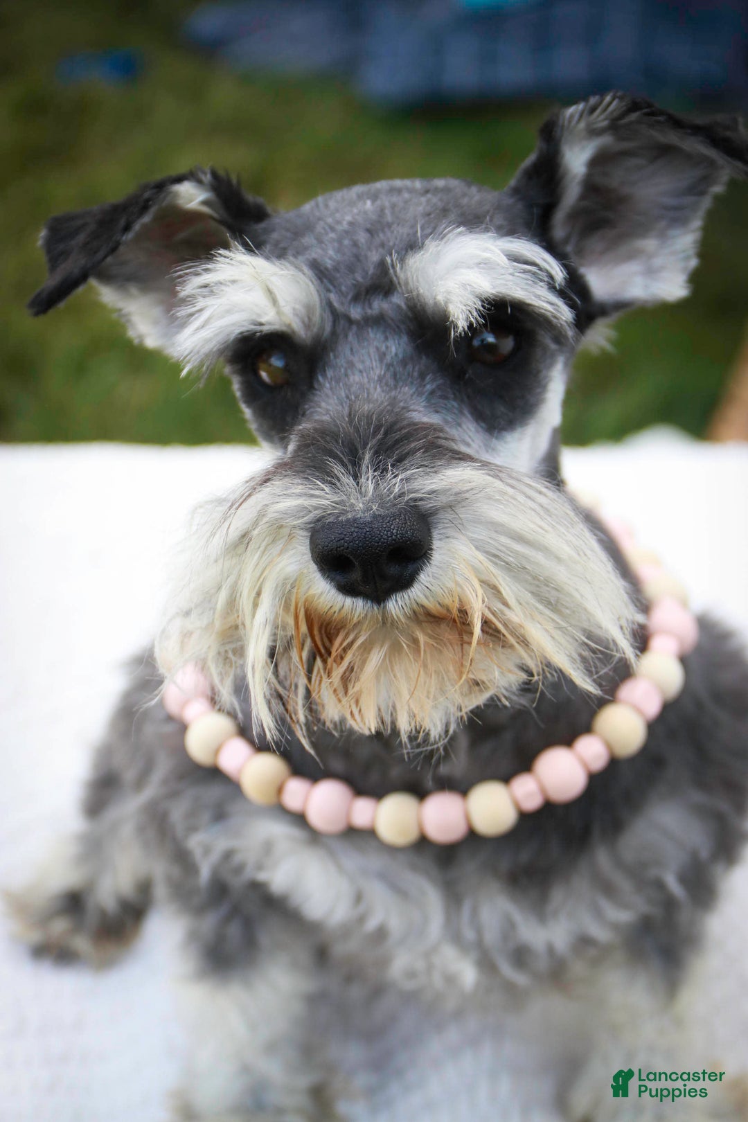 Miniature Schnauzer dogs for sale: Han - Image 16