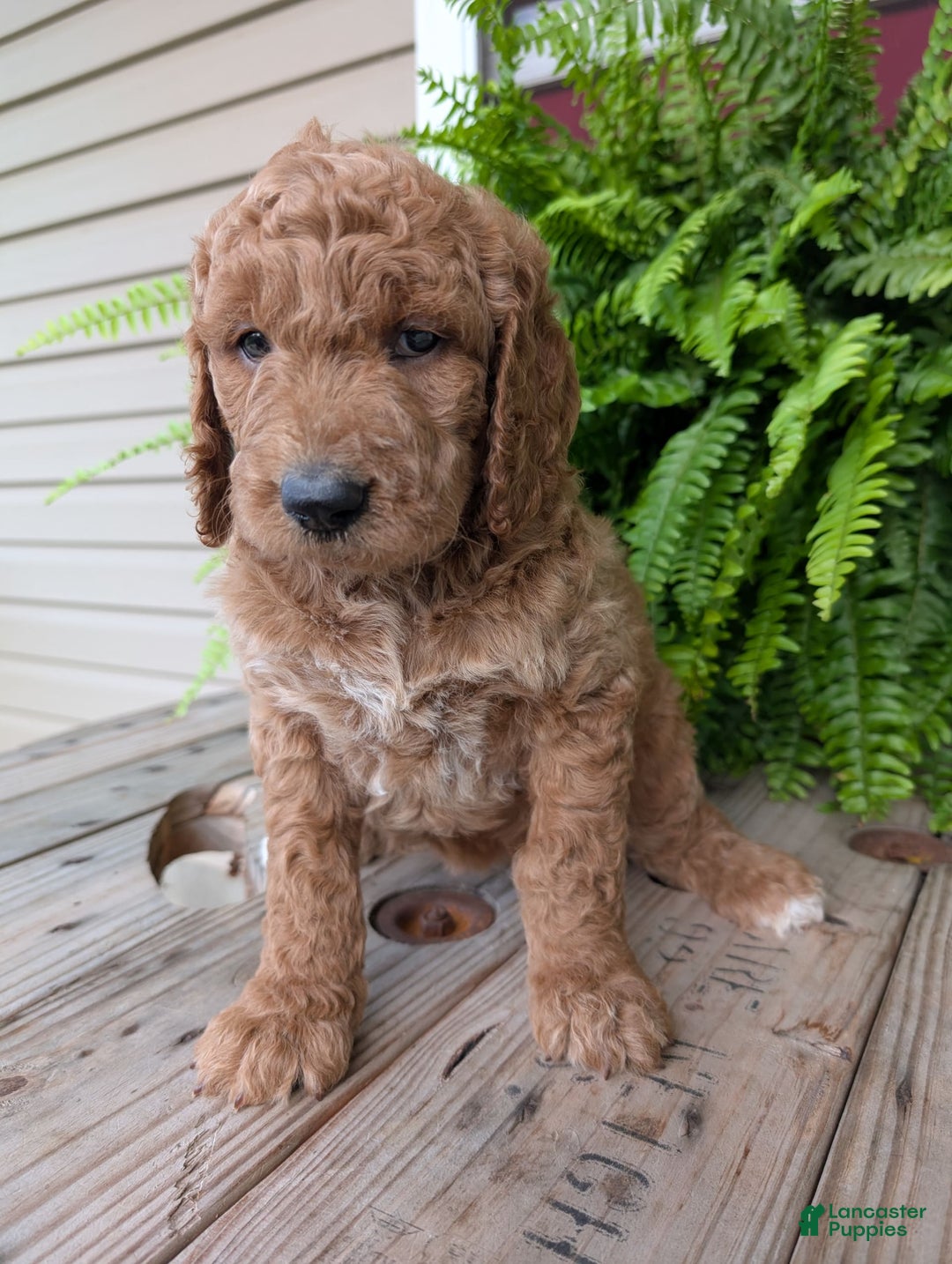 Goldendoodle dogs for sale: Maggie - Image 10
