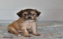 Mini Aussiedoodle dogs for sale: Evan - Image 3