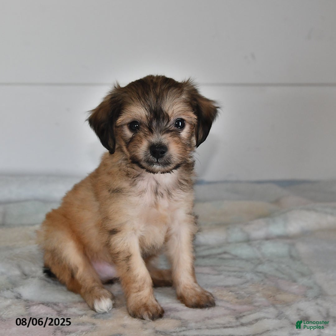 Mini Aussiedoodle dogs for sale: Evan - Image 3