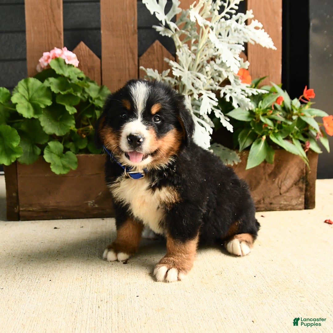 Bernese Mountain Dog dogs for sale: Malcolm - Image 2