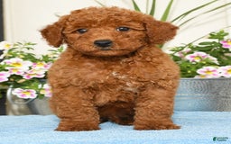 Miniature Poodle dogs for sale: Romeo - Image 1