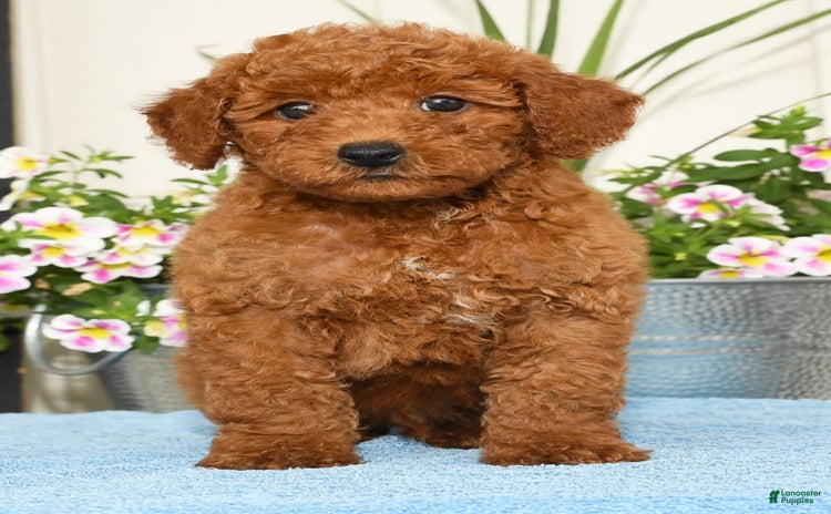 Miniature Poodle dogs for sale - Ad 5