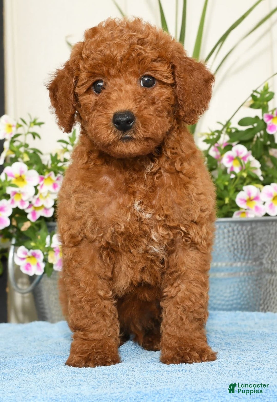 Miniature Poodle dogs for sale: Romeo - Image 1