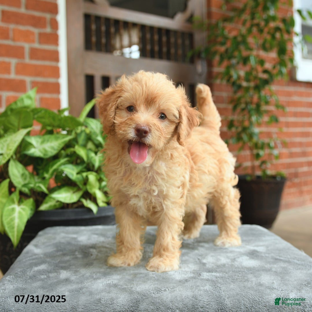 Havapoo dogs for sale: Graham - Image 1