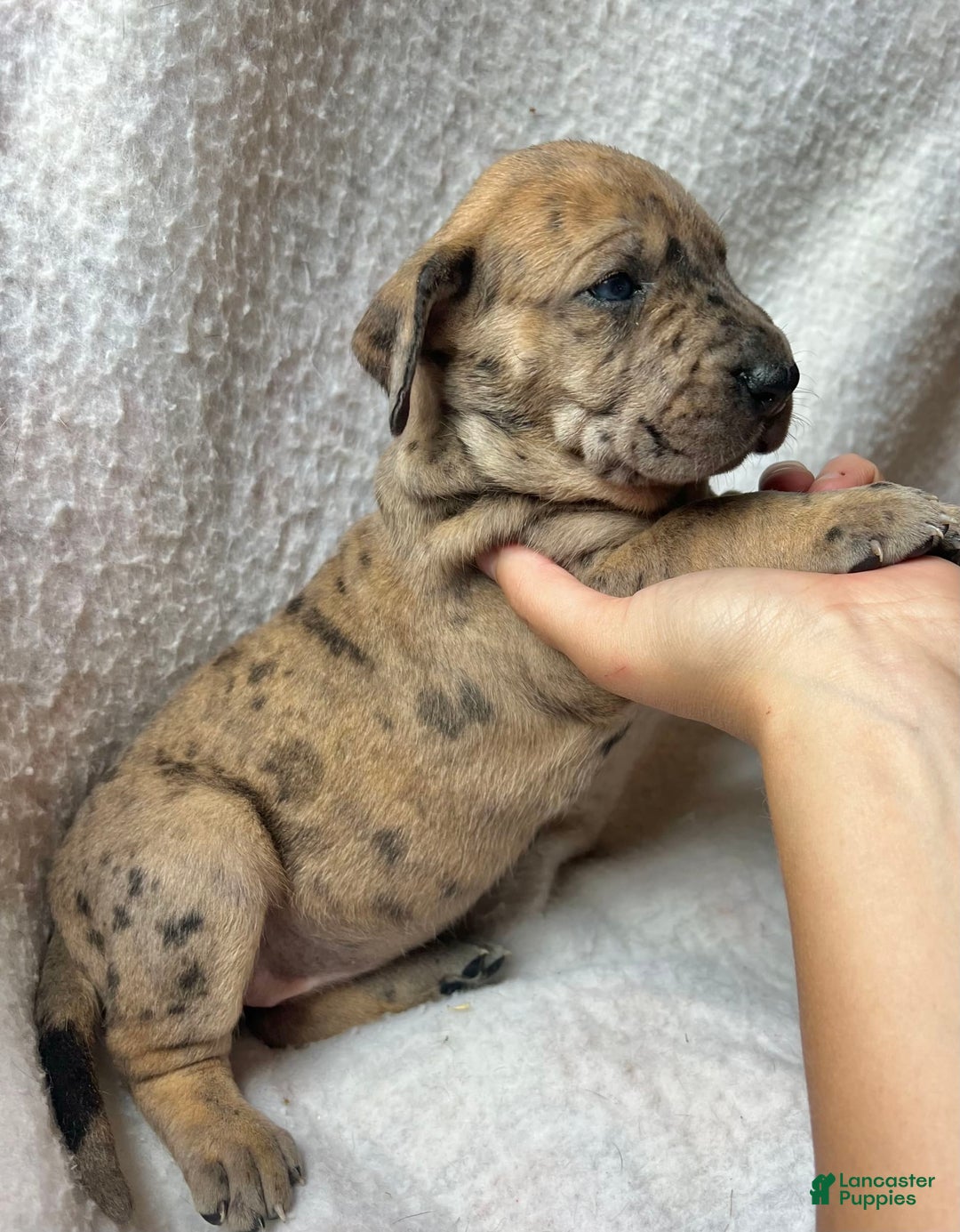 Great Dane dogs for sale: Sarsaparilla - Image 3