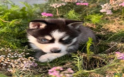 Alaskan Klee Kai dogs for sale: Blue Yukan - Image 1