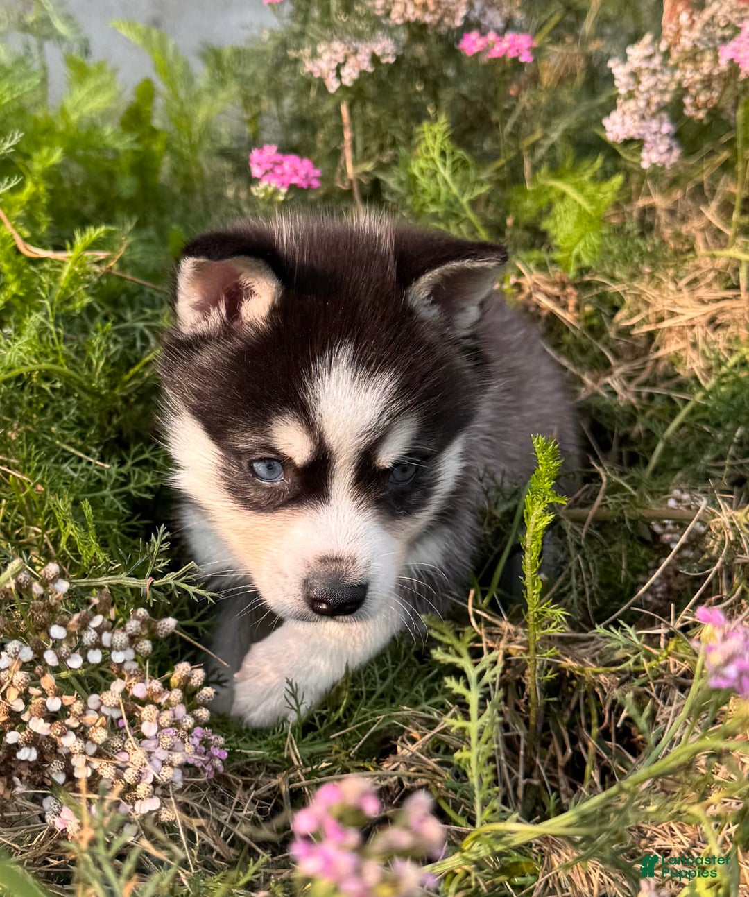 Alaskan Klee Kai dogs for sale: Blue Yukan - Image 1