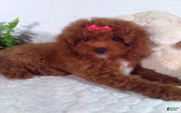 Cavapoo dogs for sale: Raven - Image 3