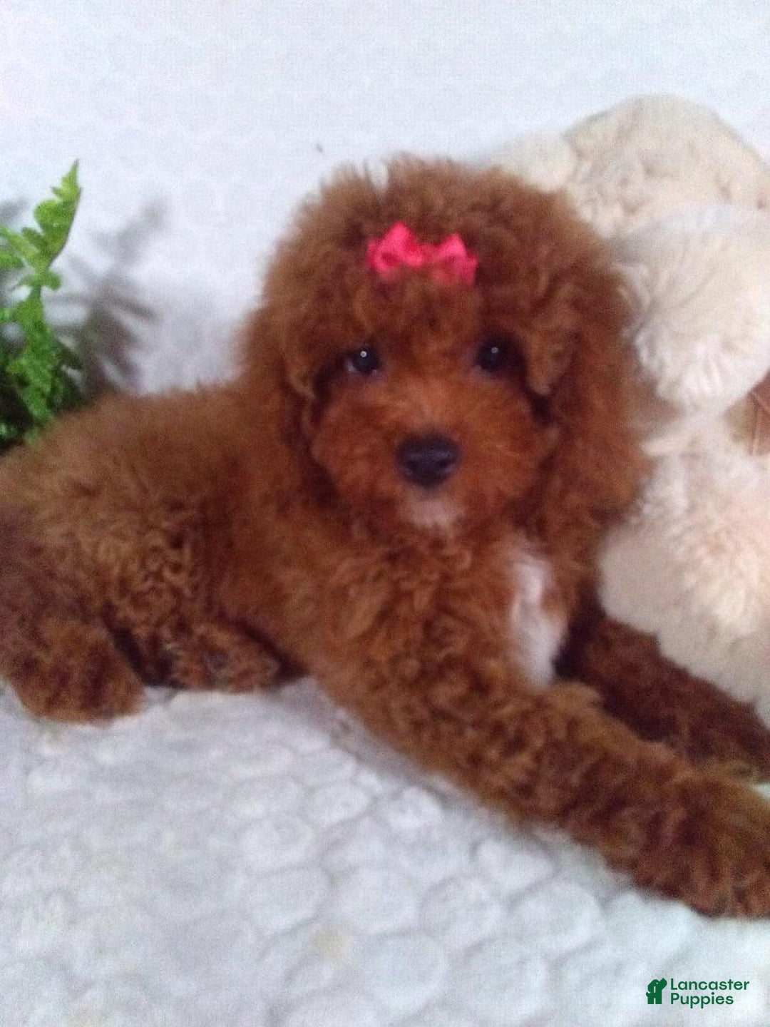 Cavapoo dogs for sale: Raven - Image 3
