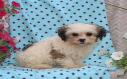 Teddy Bear dogs for sale: Drake - Image 1