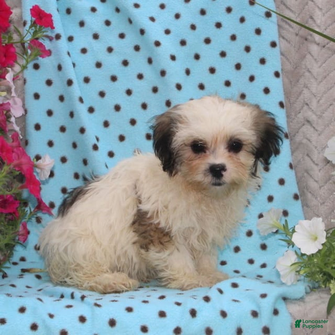Teddy Bear dogs for sale: Drake - Image 1