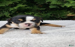 English Bulldog dogs for sale: Sage - Image 5