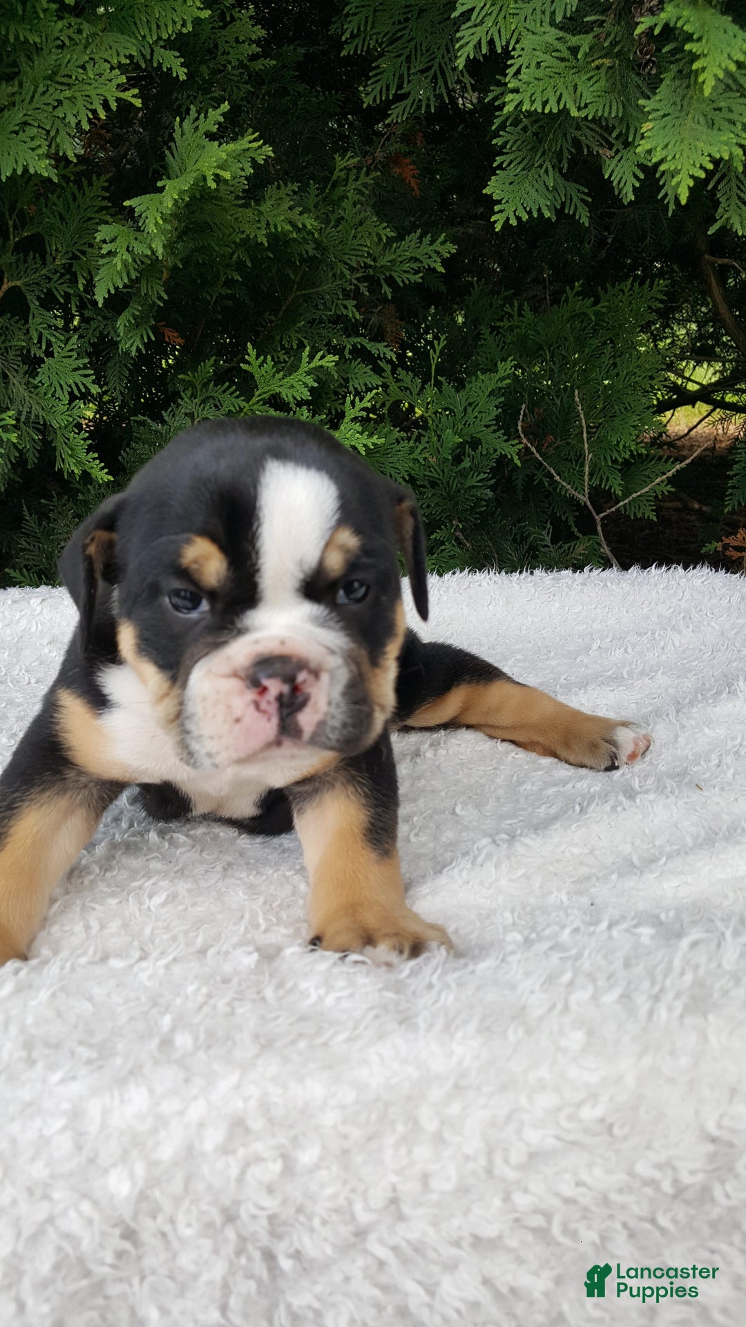 English Bulldog dogs for sale: Sage - Image 5