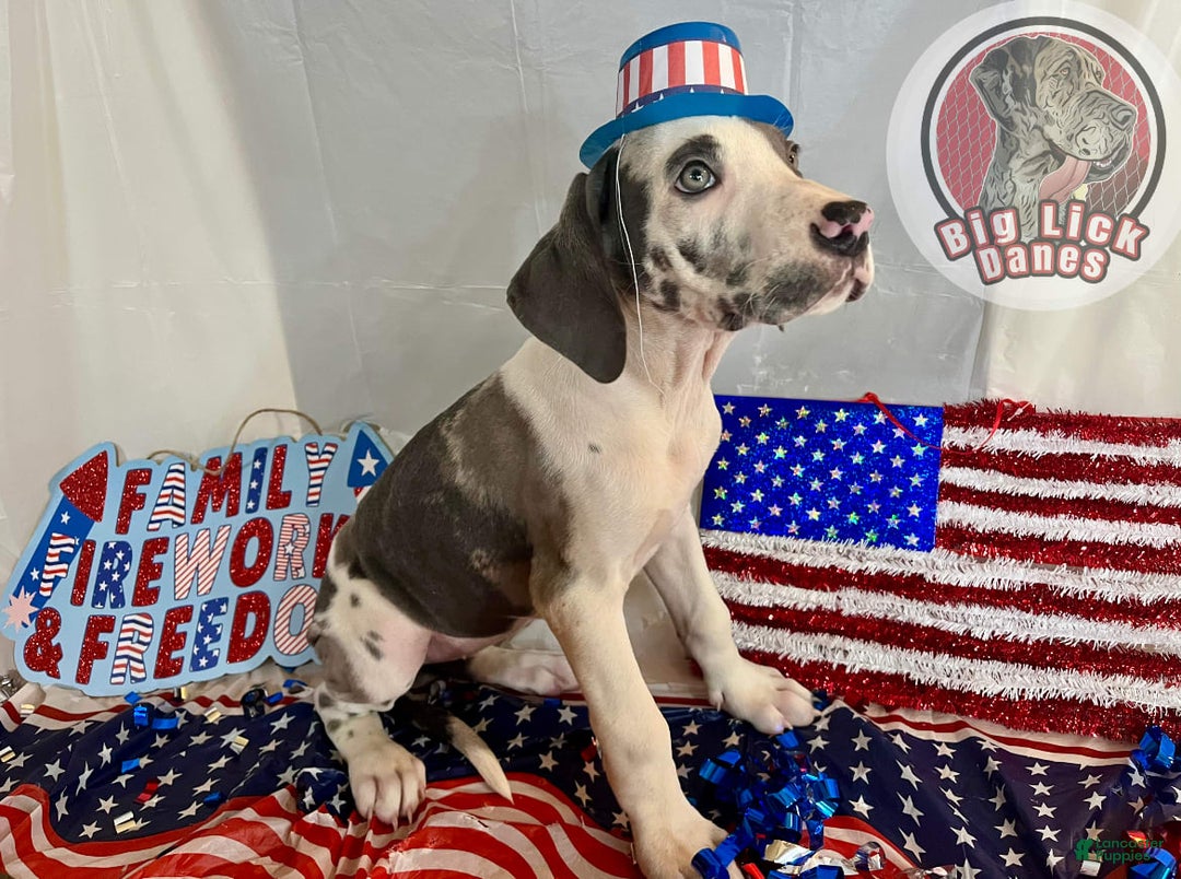Great Dane dogs for sale: Sally Akc Harlequin - Image 5