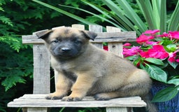 Belgian Malinois dogs for sale: Belgian Malinois 9 puppies - Image 26