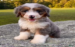 Mini Bernedoodle dogs for sale: 💜 In Boston Massachusetts 💜 Traditional Tri Color 💜 Mini Bernedoodle 💜 - Image 22