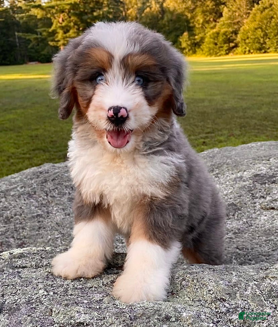 Mini Bernedoodle dogs for sale: 💜 In Boston Massachusetts 💜 Traditional Tri Color 💜 Mini Bernedoodle 💜 - Image 22