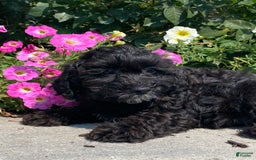 Lhasapoo dogs for sale: Jorden - Image 4