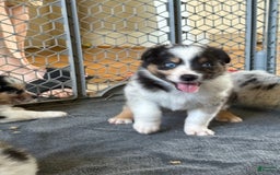 Australian Shepherd dogs for sale: Blueberry - Image 3