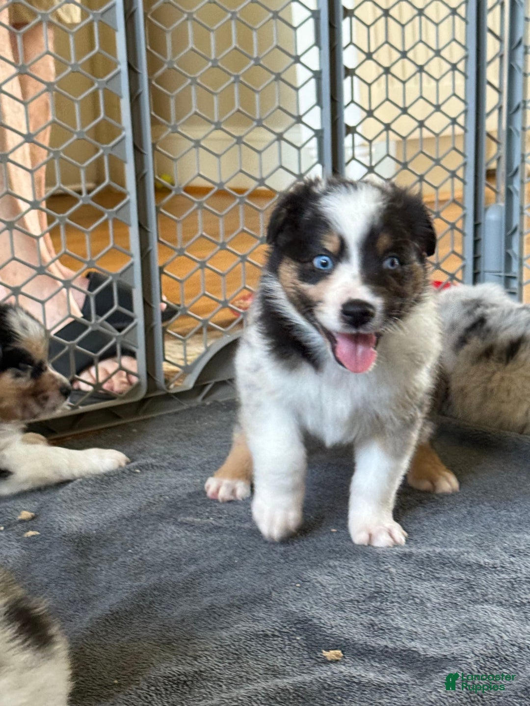 Australian Shepherd dogs for sale: Blueberry - Image 3