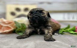 Miniature Poodle dogs for sale: Tara - Image 2