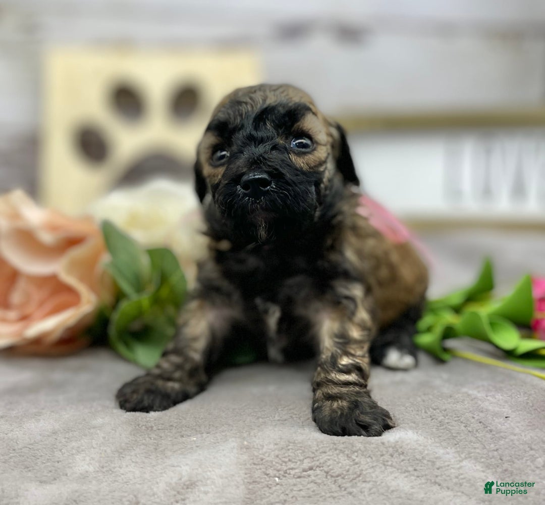 Miniature Poodle dogs for sale: Tara - Image 2
