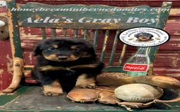 Mini Bernedoodle dogs for sale: Aelas Gray Boy - Image 10