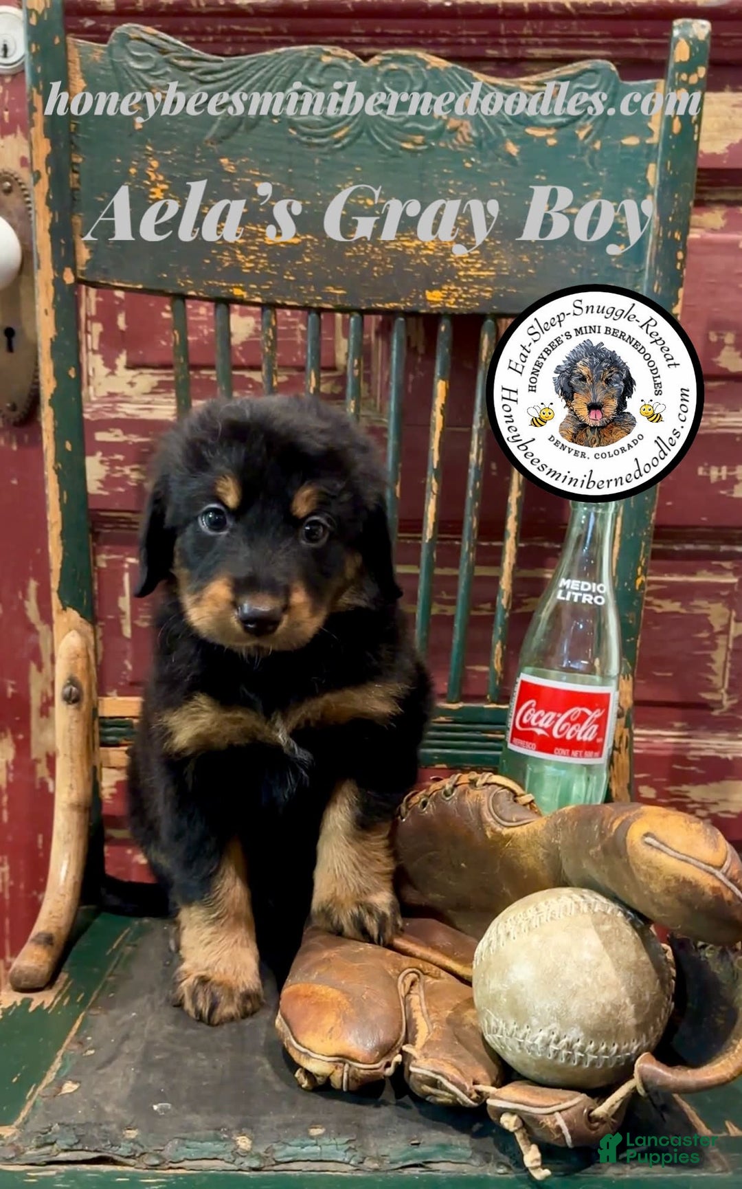 Mini Bernedoodle dogs for sale: Aelas Gray Boy - Image 10
