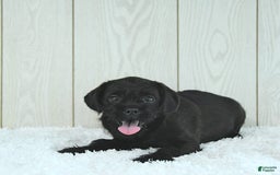 Miniature Poodle dogs for sale: Sarge - Image 2