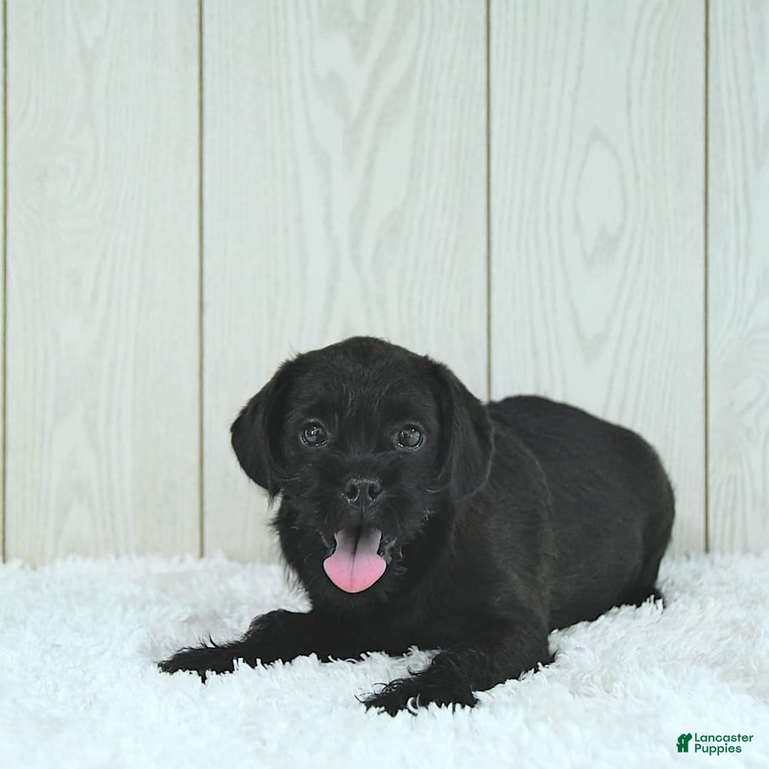 Miniature Poodle dogs for sale: Sarge - Image 2