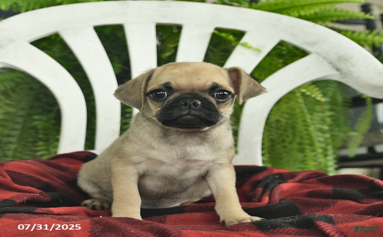 Pug dogs for sale - Ad 1