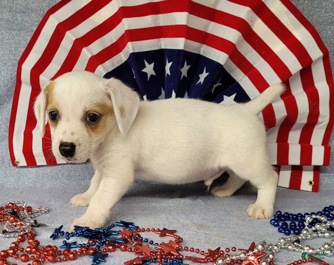Jack Russell Terrier dogs for sale: Jagger Rough Coat Male - Image 3