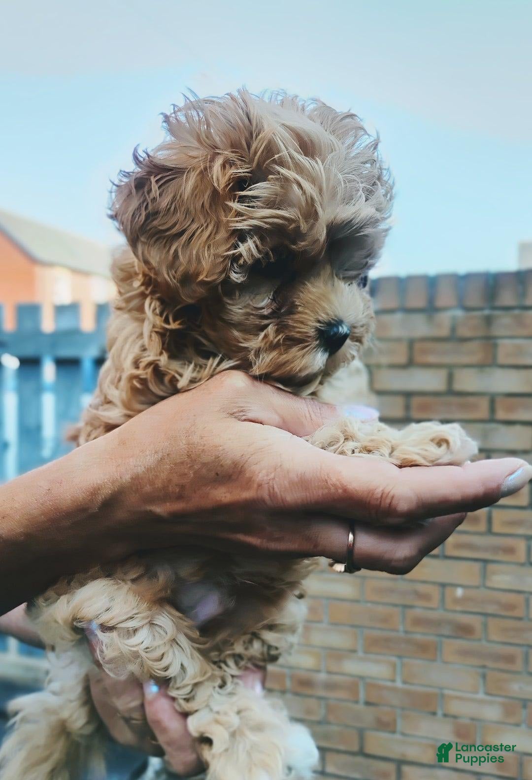 Maltipoo dogs for sale: Andy - Image 3