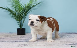 English Bulldog dogs for sale: Harley - Image 1