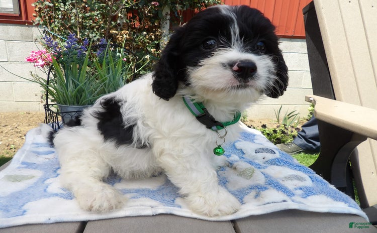 Cavapoo dogs for sale - Ad 3