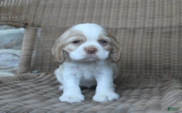 Cocker Spaniel dogs for sale: Rosie - Image 3