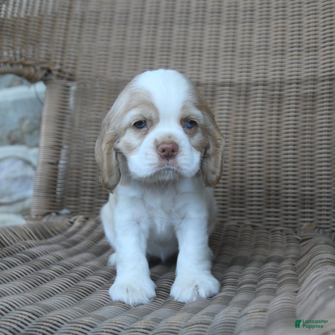 Cocker Spaniel dogs for sale: Rosie - Image 3