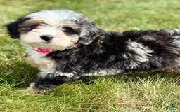 Mini Bernedoodle dogs for sale: Callie - Image 10