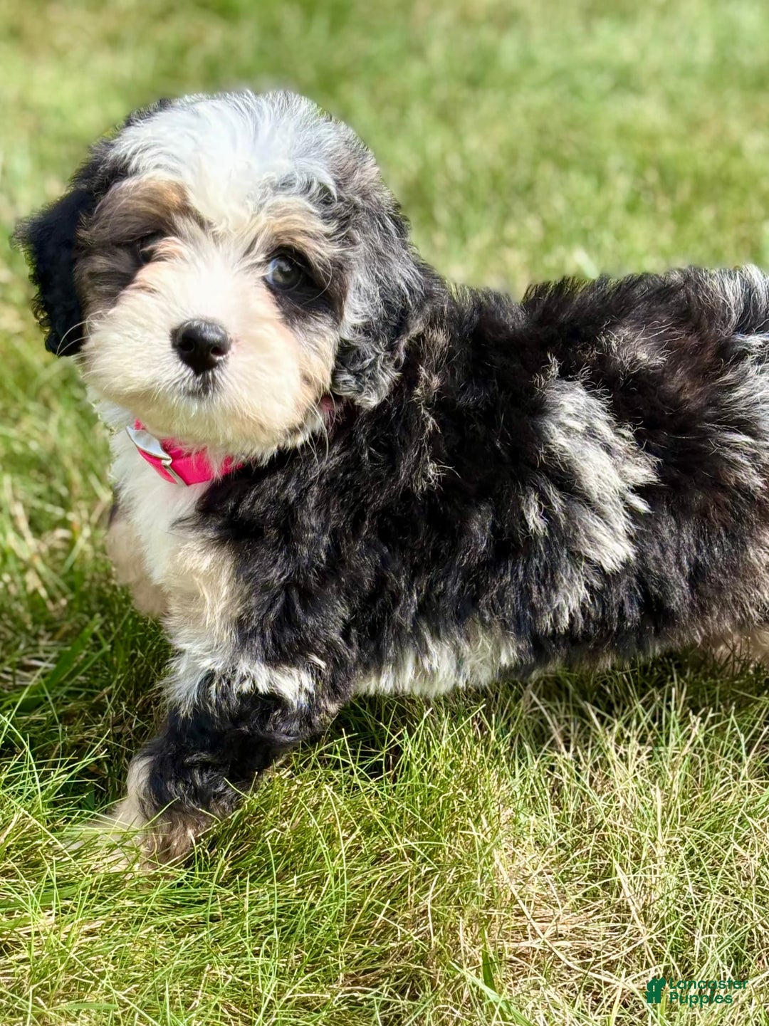 Mini Bernedoodle dogs for sale: Callie - Image 10