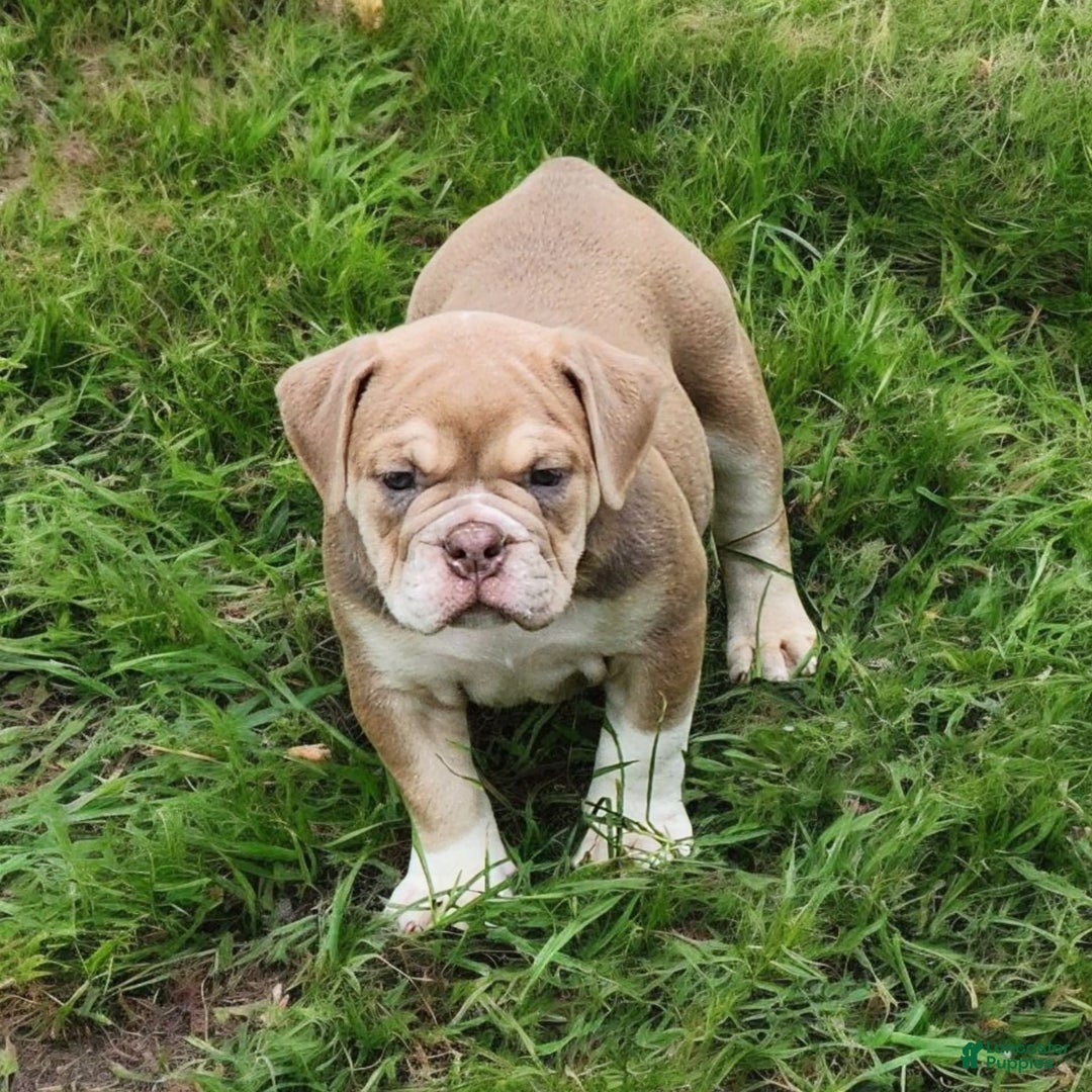 English Bulldog dogs for sale: Venus - Image 2