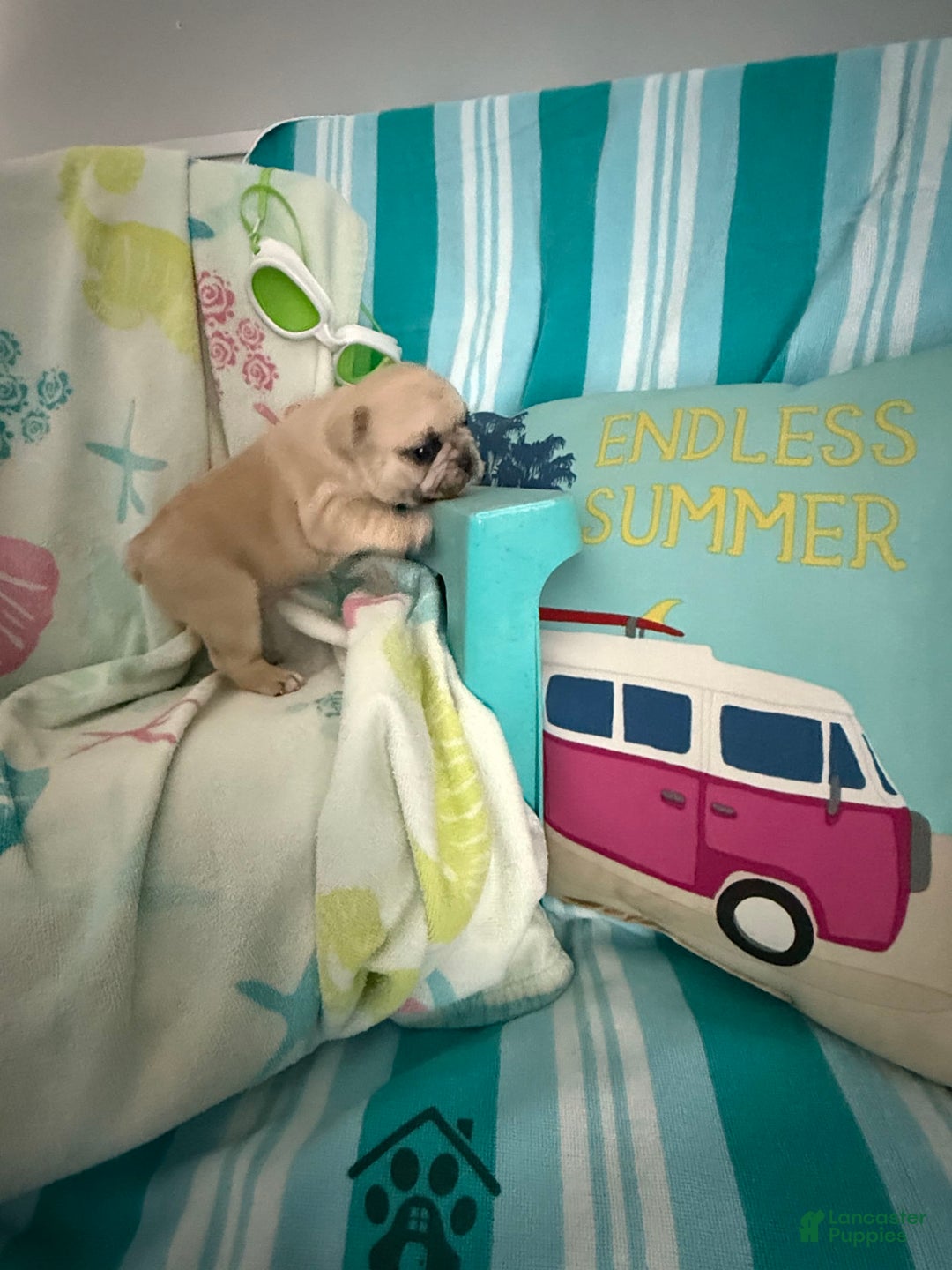 French Bulldog dogs for sale: Akc Cream Black Mask Spot - Image 10